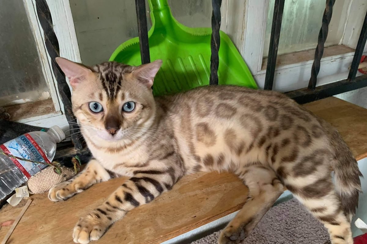 Tucson Bengal 2