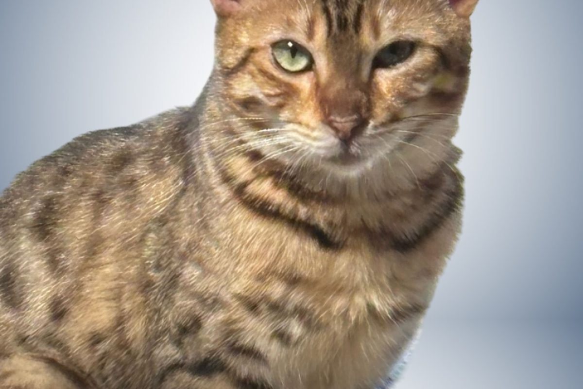 Tucson Bengal Testiomonail