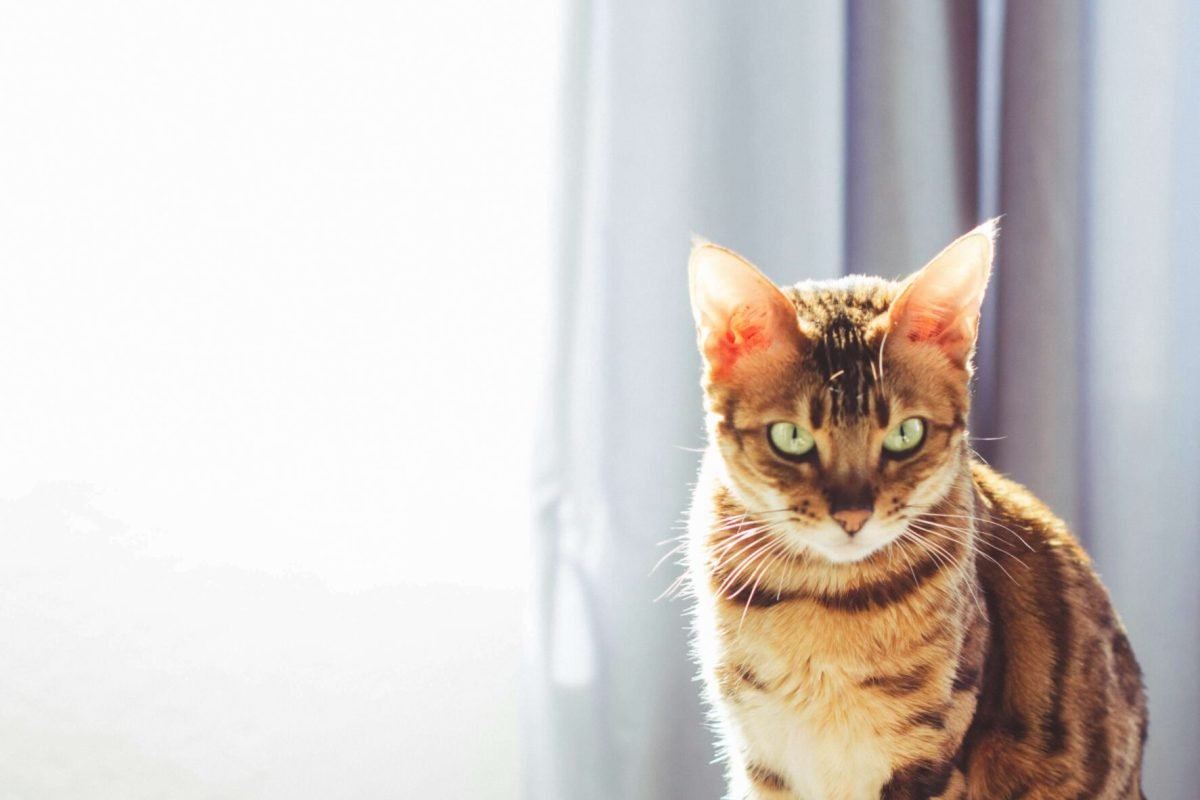 bodi-raw-q_repJO7xPA-unsplash